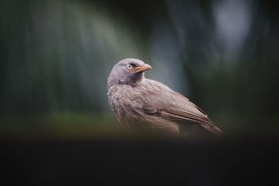 Close-up of bird perching on a plant