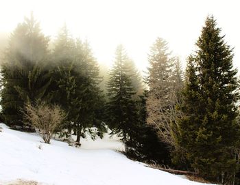 Trees on snow covered landscape