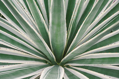 Full frame shot of palm leaf