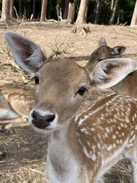 Close-up portrait of deer