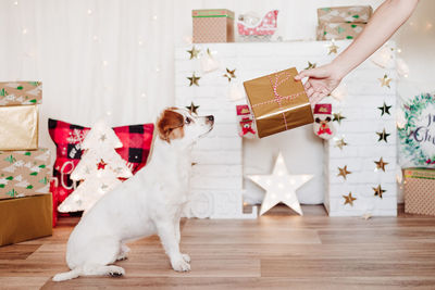 Woman hand giving christmas gift to cute jack russell dog looking at owner. christmas time 