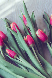 Close-up of pink tulips