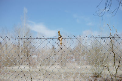 Birds on chainlink fence against sky