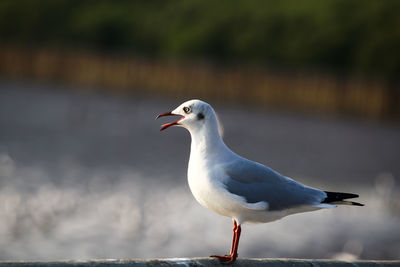 Close-up of seagull perching