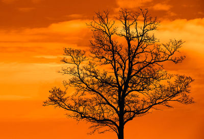 Silhouette of tree during sunset