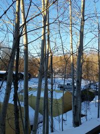 Bare trees in winter