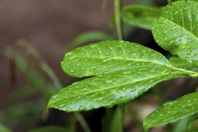 Close-up of raindrops on plant leaves