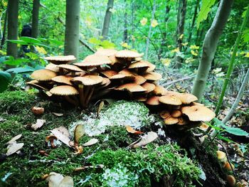 Close-up of mushrooms growing on field