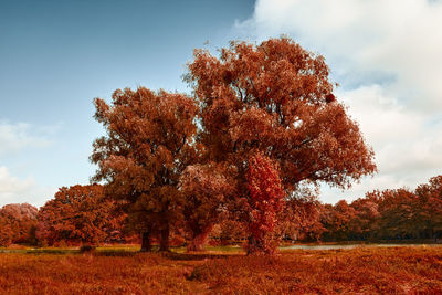 Trees on field against sky during autumn