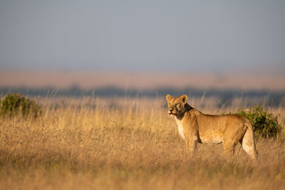 Lioness stands in long grass staring left