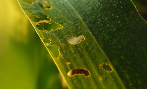 Close-up of water drops on leaf