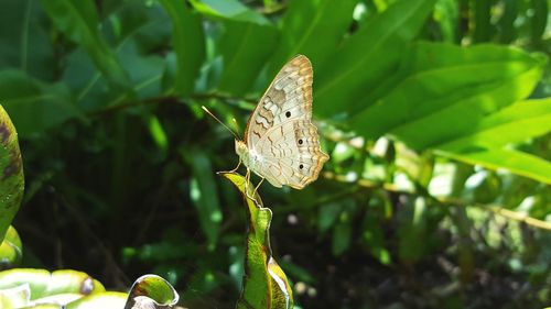 Close-up of butterfly pollinating flower