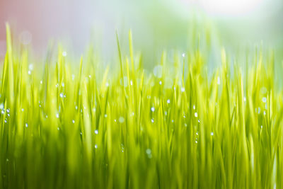 Close-up of wet grass growing on field