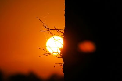Silhouette of trees at sunset