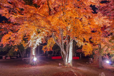 Trees in park during autumn