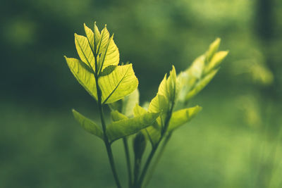 Close-up of yellow leaf