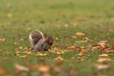 Squirrel on a field