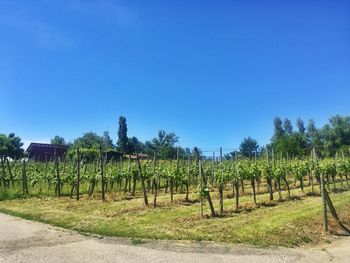 Scenic view of vineyard against clear blue sky