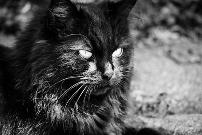 Close-up portrait of cat