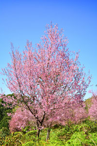 Pink cherry blossoms in spring