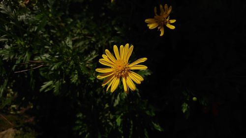 Close-up of yellow cosmos flower blooming outdoors