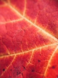 Close-up of red leaves