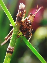 Close-up of insect on plant