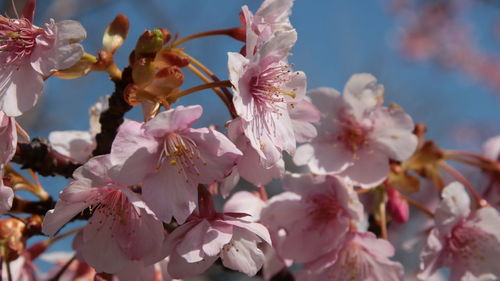 Close-up of cherry blossom