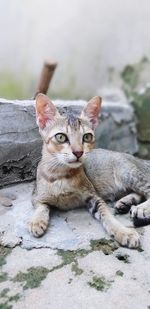 Portrait of kitten sitting outdoors