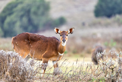 Portrait of deer standing on field