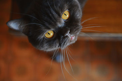 Close-up of a cat