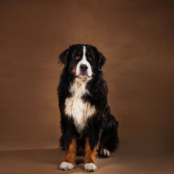 Portrait of dog sitting on floor against gray background