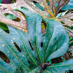 Full frame shot of fresh green leaf