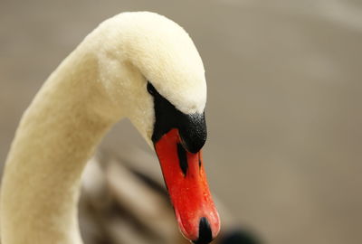 Close-up of swan