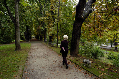 Rear view of person walking on footpath amidst trees