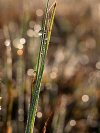 Close-up of wet plant