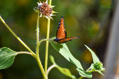 Close-up of butterfly pollinating flower