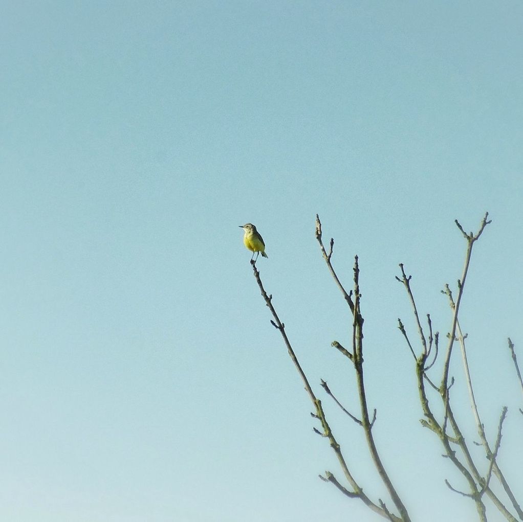 clear sky, animal themes, copy space, animals in the wild, bird, low angle view, wildlife, one animal, perching, flying, nature, blue, branch, growth, day, beauty in nature, plant, no people, outdoors, stem