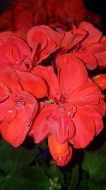 Close-up of red flowers