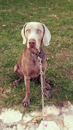 Portrait of a dog on grassy field