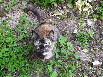 Portrait of cat on ground