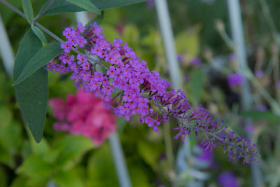 Close-up of purple flowering plants