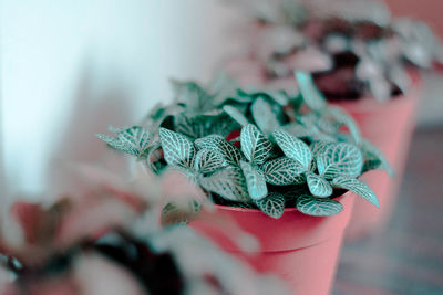 Close-up of potted plant on table