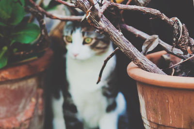 Cat looking away