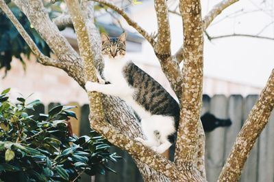 Cat sitting on a tree