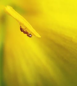 Close-up of insect