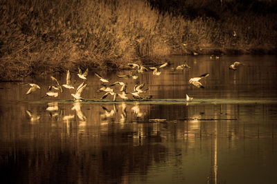 Birds flying over lake