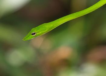 Close-up of green lizard