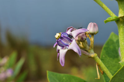 Close-up of purple flowering plant