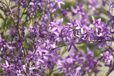 Close-up of queen's wreath purple flowering plants